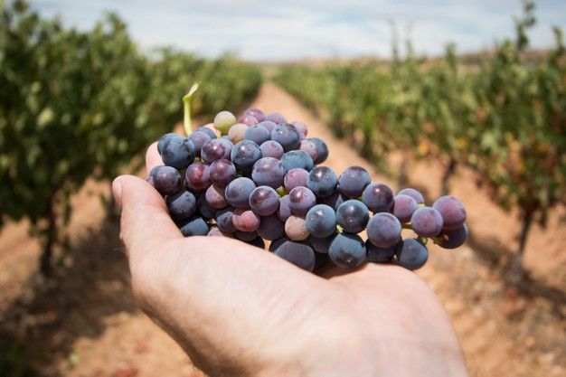 grappe de raisin vignoble bourgogne